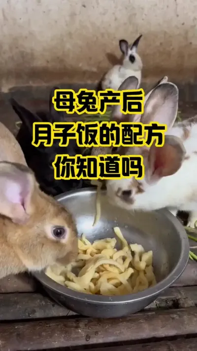 母兔产后，月子饭的配方，你知道吗#抖音三农#养殖#养兔