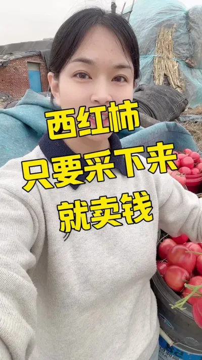 #西红柿种植 #记录我的种植生活 #西红柿价格 点个关注吧 @抖音小助手