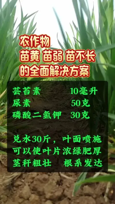 苗黄 苗弱 苗不长的全面解决方案。#苗黄苗弱苗不长 #作物营养 #苗黄苗弱怎么办