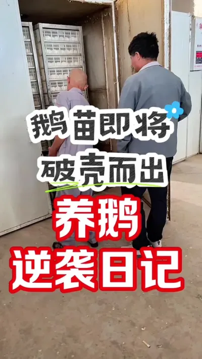 养鹅逆袭方法#养鹅人#养鹅#三农