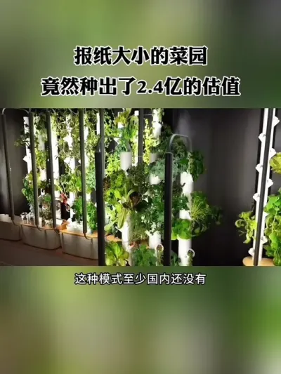 只有报纸大小的菜园，竟然估值2.4亿，这种把种菜和人工智能相结合的玩法，或将成为未来农业的新方向！#三农种植 #蔬菜种植 #农场