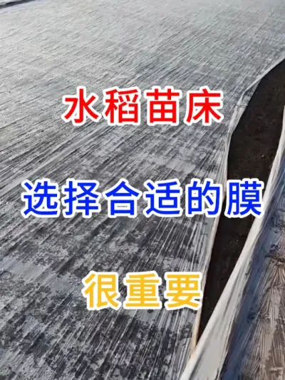水稻苗床选择合适的膜很重要 #水稻种植交流  #快乐幸福乡村带头人  #三农耕耘  #分享农业知识帮农产增收 #服务三农支持三农