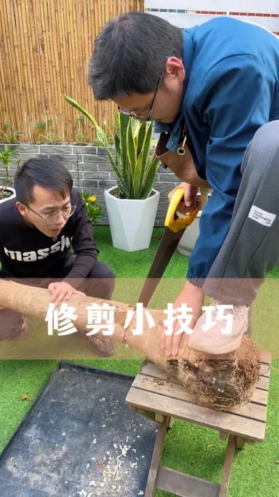 养花的几个修剪小技巧#花卉绿植 #养花小知识 #爱生活爱养花