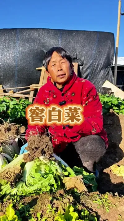 你的白菜窖了吗？#白菜 #白菜储存方法 #白菜储存 #怎样储存白菜 #三农 @DOU+上热门 @抖音创作小助手 @DOU+小助手