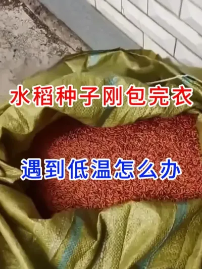 #春耕农忙进行时   #水稻种植交流  #分享农业知识帮农民增产增收  #三农 #服务三农支持三农