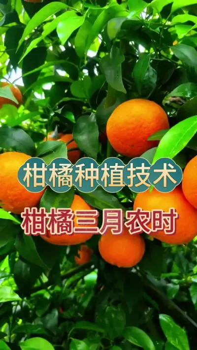 #上热门 柑橘三月农时#柑橘种植 #抖音助农 #沃柑