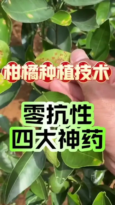 #dou上热门 【60秒干货！百年老药方省钱绝了！】#柑橘种植 #沃柑 #增产增收才是硬道理 #科学用药