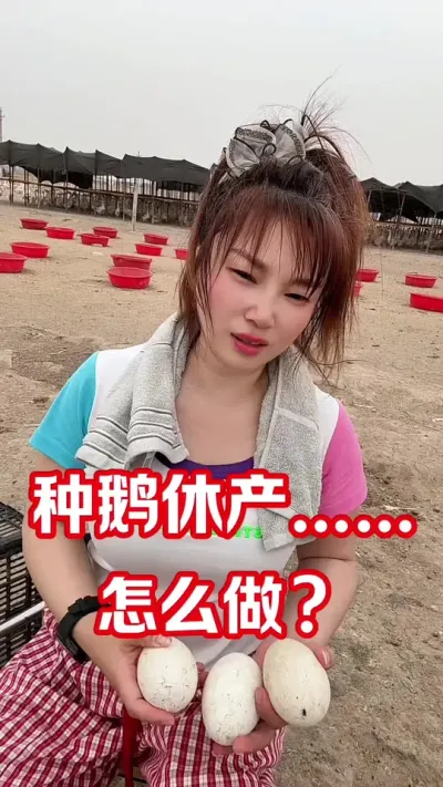 种鹅要休产了&hellip;&hellip;怎么延迟？#养鹅人#养鹅#养鹅技术#农村创业养殖