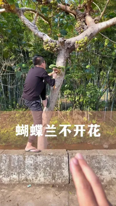 蝴蝶兰不开花怎么养#蝴蝶兰 #花卉绿植 #养花小知识