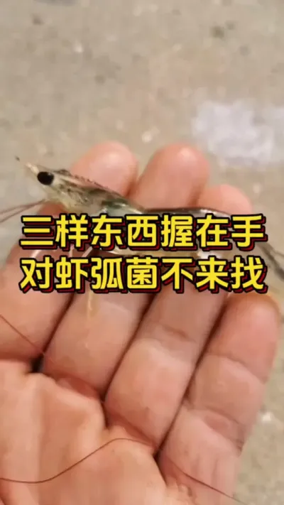 三样东西握在手，对虾弧菌不来找#南美白对虾 #对虾养殖 #养虾人 #嘉骏新水产 #嘉骏集团