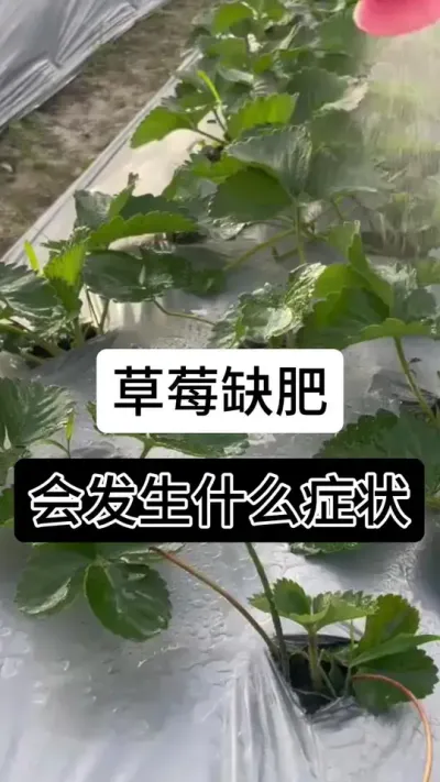 草莓缺肥会发生什么症状#草莓种植管理技术和方法 #