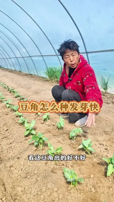 现在能种豆角了，直播豆角子怎样出的快！#三农 #新农人计划 #豆角 #豆角种植 #蔬菜杨大姐 @DOU+小助手 @DOU+上热门 @抖音创作小助手