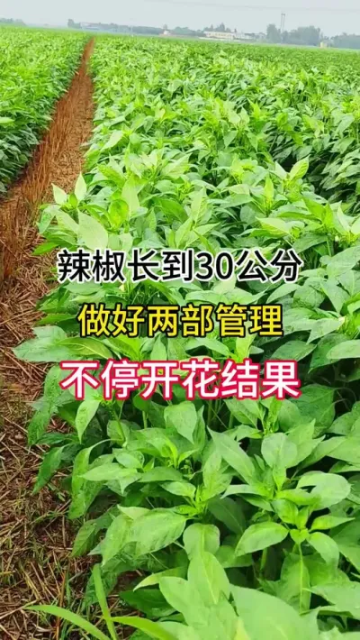 辣椒长到30公分，做好两部管理，不停开花结果 #三农 #辣椒种植 #农业种植