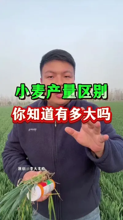 这个小麦产量区别，你知道能有多大吗？ #种植小技巧 #小麦种植 #小麦膨大剂 #苄氨烷醇