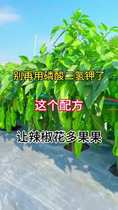 别在用磷酸二氢钾了，这个配方，花多果多 #三农 #促花保果 #农业种植技术