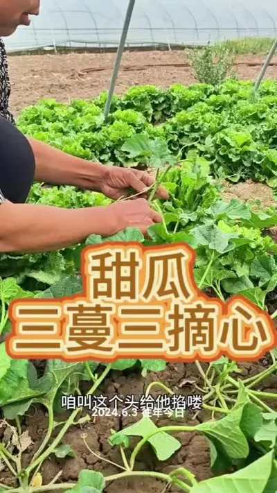 地爬甜瓜三蔓三摘心#三农 #甜瓜 #甜瓜管理 #蔬菜杨大姐 #甜瓜种植 @抖音创作小助手 @DOU+上热门 @DOU+小助手
