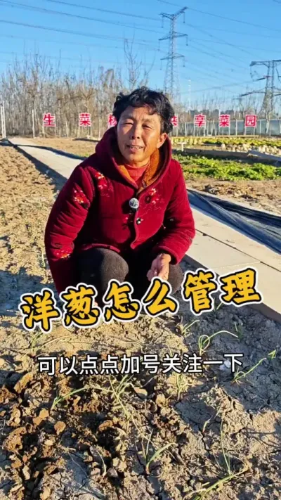 洋葱要常锄地#洋葱 #洋葱种植 #洋葱苗子 #种植葱的正确方法 #三农 @抖音创作小助手 @DOU+小助手 @DOU+上热门