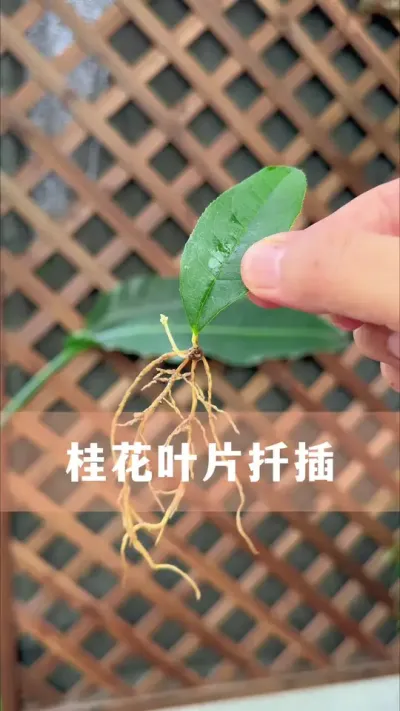 桂花树叶片扦插方法#桂花 #花卉绿植 #养花小知识 #分享养花经验