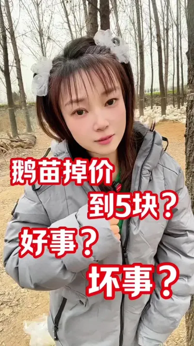 鹅苗掉价  背后的真相#农村创业养殖 #养鹅人#鹅苗