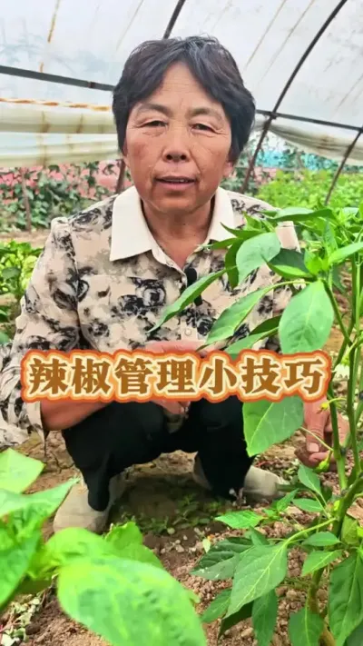 辣椒管理小技巧#三农 #种植小技巧 #辣椒 #辣椒种植 #蔬菜杨大姐 @DOU+小助手 @抖音创作小助手 @DOU+上热门 @
