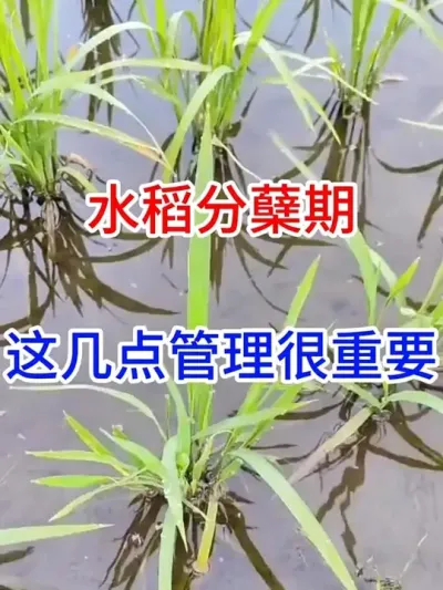 水稻分蘖期，这几点管理很重要 #传播农业种植小知识   #分享农业知识帮农产增收   #农业知识传播   #每天分享农业种植小知识 #三农