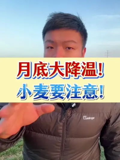 紧急通知！月底大降温！小麦要注意！ #小麦种植 #小麦田除草剂 #种植小技巧