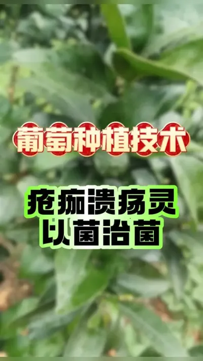 #上热门 以菌克菌&mdash;&mdash;柑橘疮痂、溃疡无处逃 #柑橘种植  #柑橘管理 #果树管理 #果树病害