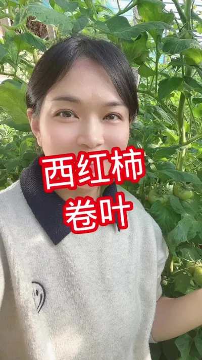 #西红柿种植#卷叶#大棚种植 点个关注 互相学习@抖音小助手