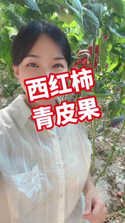 #大棚西红柿 #西红柿种植 #记录我的种植生活 点个关注 互相学习吧@抖音小助手
