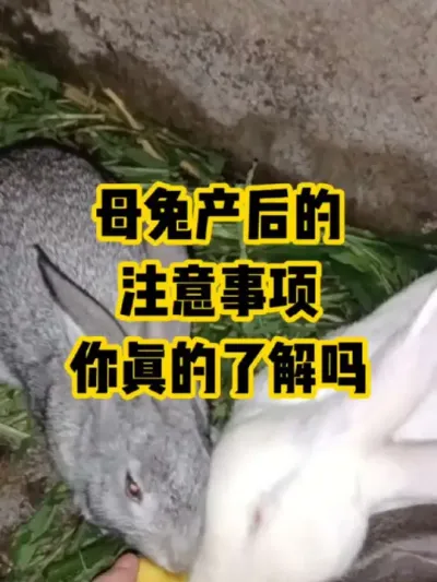 母兔产后的，注意事项，你真的了解吗#抖音三农#养鹅#养殖