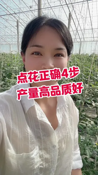 #记录我的种植生活 #西红柿种植#大棚种植 点个关注  互相学习吧@抖音小助手