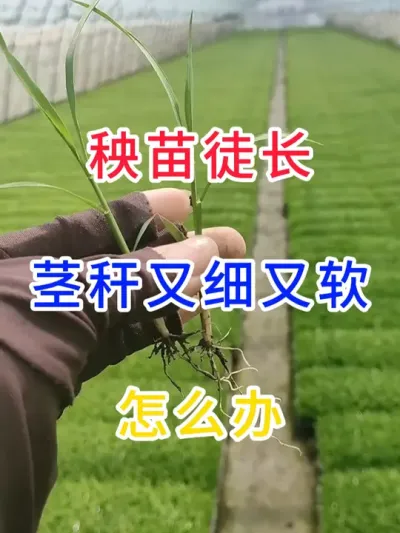 秧苗徒长茎秆又细又软怎么办？ #农业种植  #分享农业知识帮农产增收  #农业种植小技巧  #心系三农服务百姓 #新农人