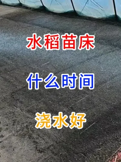 水稻苗床什么时间浇水好？ #农业种植 #服务三农支持三农 #农业大棚 #三农 #农业
