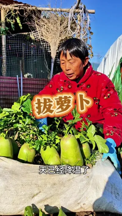 拔萝卜啦！袋子里面种的萝卜可以拔了#萝卜 #拔萝卜 #三农 #青萝卜 #关注我一起学种菜 @DOU+上热门 @DOU+小助手 @抖音创作小助手