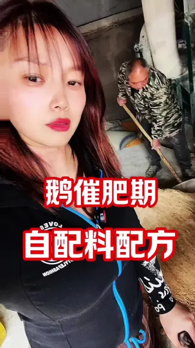 鹅50天后开始催肥，自配料就是省钱#农村创业养殖 #养鹅人 #养鹅 #每天分享养殖技术和经验