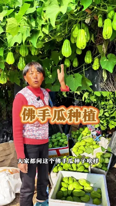 您往年种的佛手瓜结的多吗#佛手瓜瓜种 #佛手瓜 #三农 #高产佛手瓜苗 #蔬菜杨大姐 @DOU+小助手 @DOU+上热门 @抖音创作小助手
