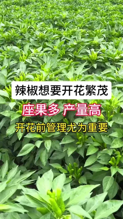 辣椒想要开花繁茂，座果多，产量高，开花前管理尤为重要 #三农 #辣椒种植 #农业种植