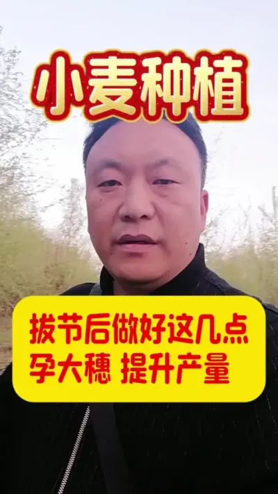 小麦拔节后做好这几点，孕大穗提高产量。#小麦种植 #分享农业知识帮农民增产增收 #小麦浇水施肥
