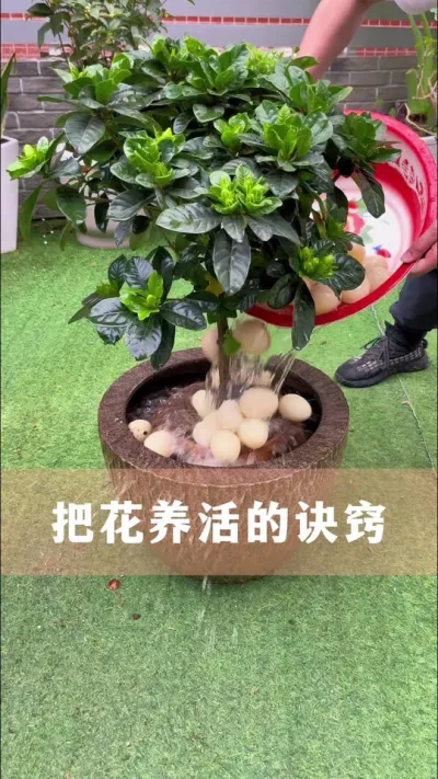 把花养活的诀窍#花卉绿植 #养花小知识 #爱生活爱养花