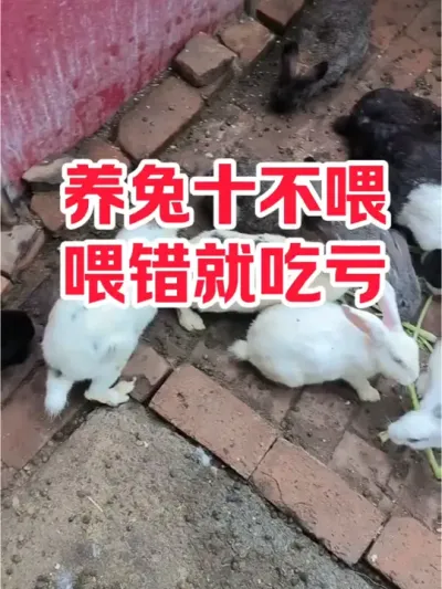 养兔十不喂，喂错会吃亏 #抖音三农#养兔#养殖