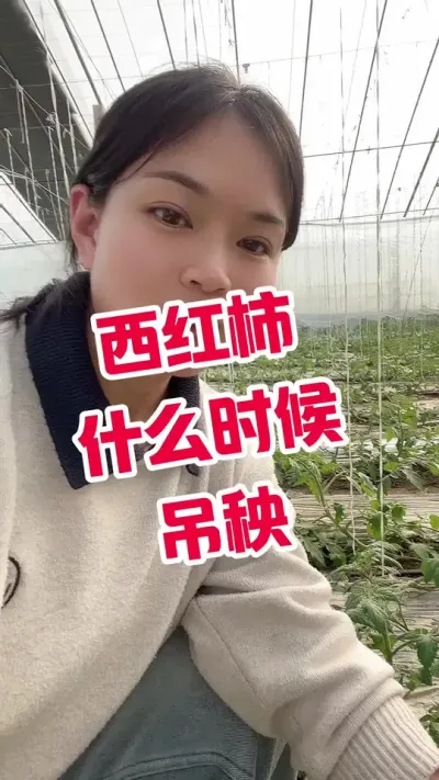 #西红柿种植#西红柿吊秧#记录我的种植生活  点个关注  互相学习吧