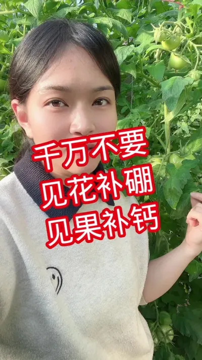 #西红柿种植#记录我的种植生活 #大棚种植  点个关注 互相交流吧@抖音小助手