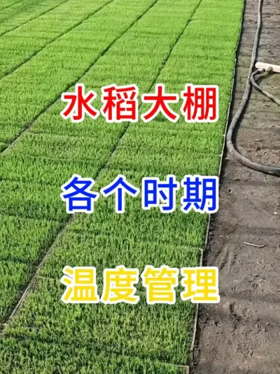 水稻大棚各个时期的温度管理 #农业种植技术  #寒地水稻种植  #分享农业知识帮农民增产增收  #农业种植小技巧 #种植小技巧