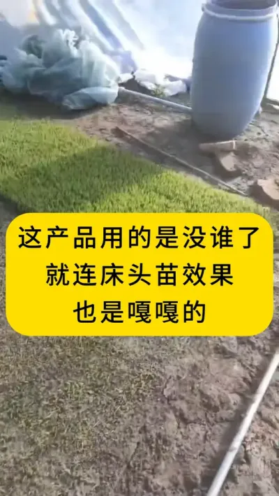 这产品用的也是没谁了，就连床头苗效果也是嘎嘎的 #一份耕耘一份收获 #种苗培育 #菌剂 #增产增收才是硬道理