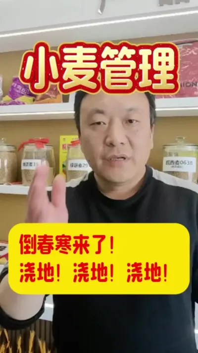 倒春寒就要来了，浇地保护好小麦免受冻害。#倒春寒来了 #小麦种植 #农作物防冻