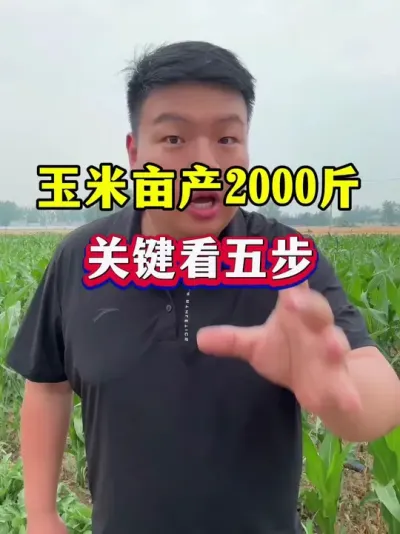 玉米亩产2000斤！关键看五步！ #玉米种植 #玉米高产管理  #玉米种植技术 #种植小技巧 #玉米金大棒