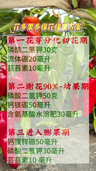花多果多，保花保果方案 #抖音助农 #心系三农服务三农 #辣椒种植