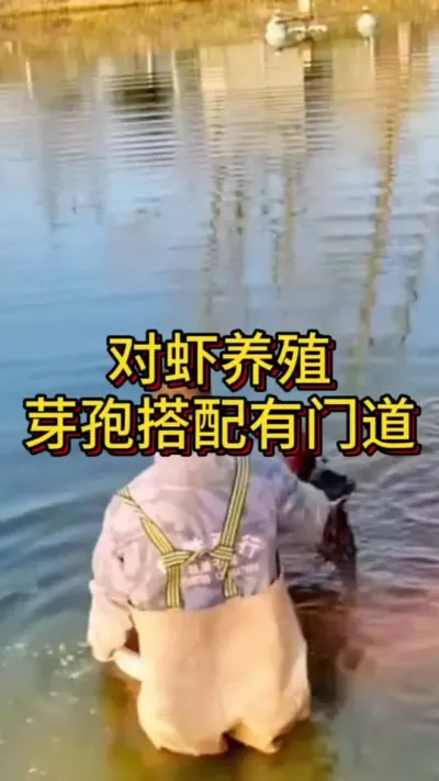 对虾养殖，芽孢搭配有门道#养虾人 #南美白对虾 #小棚养虾 #嘉骏新水产 #嘉骏集团