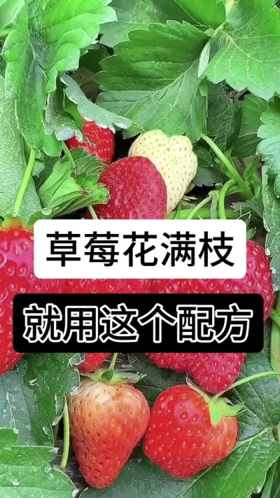 草莓花满枝就用这个配方#草莓种植管理技术和方法 #服务三农支持三农 #草莓种植方法 #分享农业知识帮农民增产增收 #草莓种植
