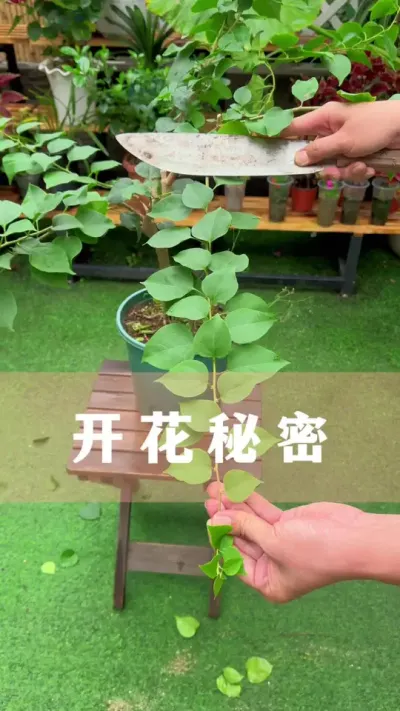 这些秘密记得住，花开爆盆没难度#花卉绿植 #养花小知识 #爱生活爱养花 #分享养花经验